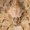 Ornamental Tree Trunk Spider