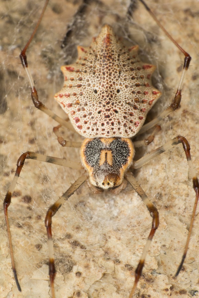 Ornamental Tree Trunk Spider