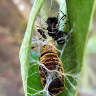 Tinoleus moth cocoon