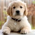 Dog Wallpaper icon