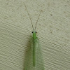 Green Lacewing