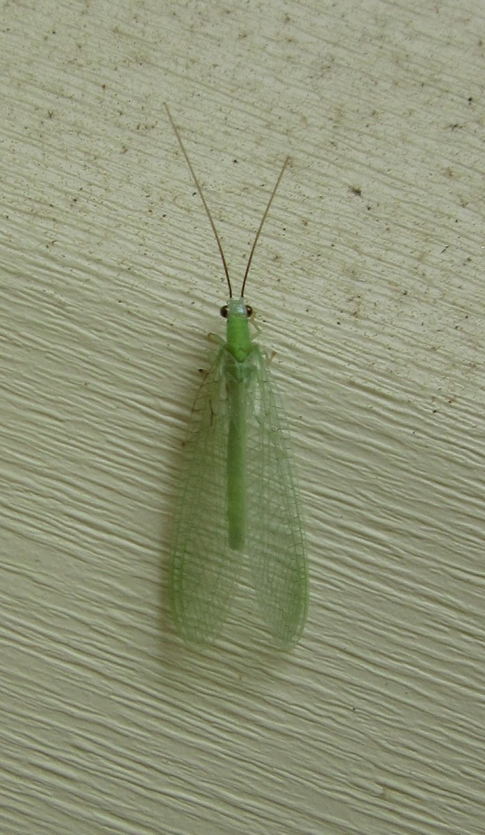 Green Lacewing