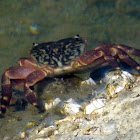 Striped Shore Crab