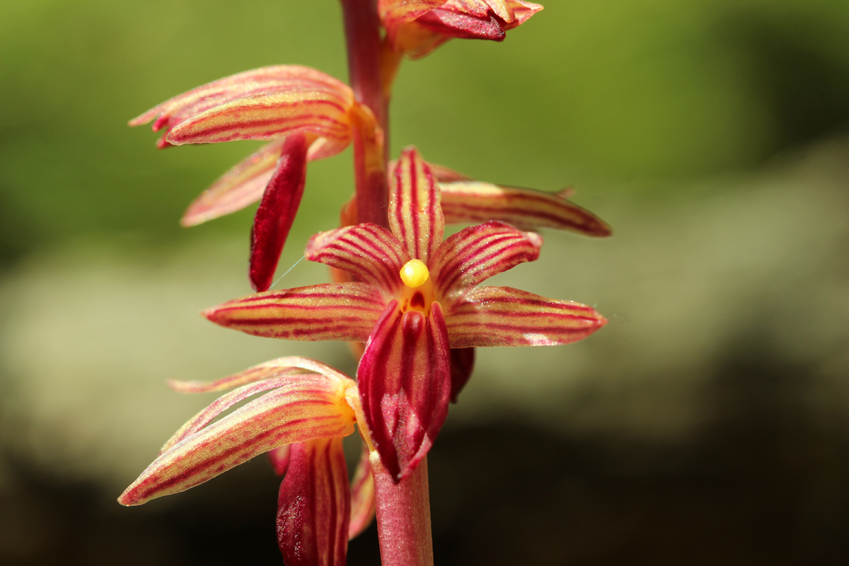 Striped Coralroot