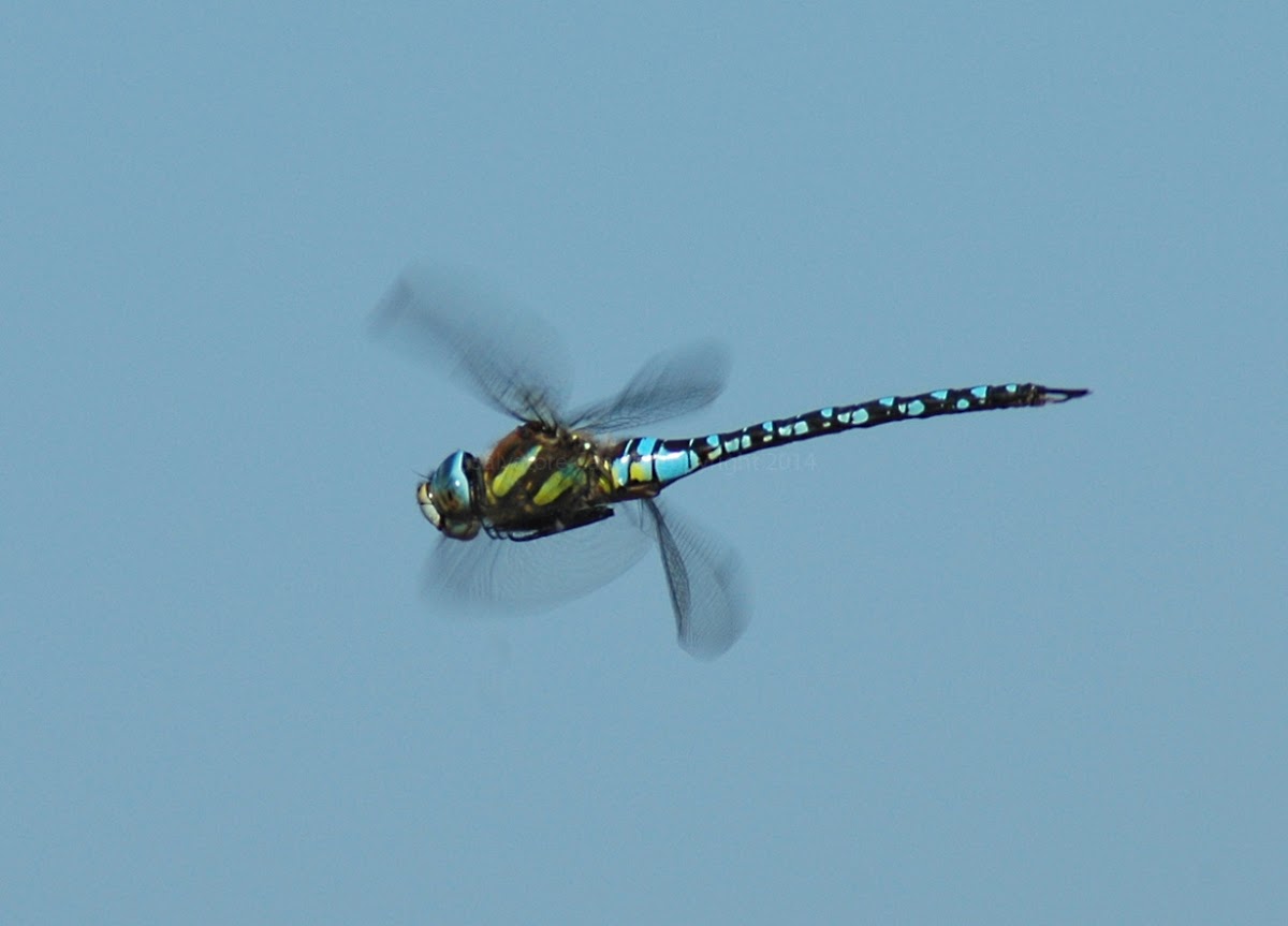 Migrant hawker