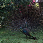 Green Peafowl