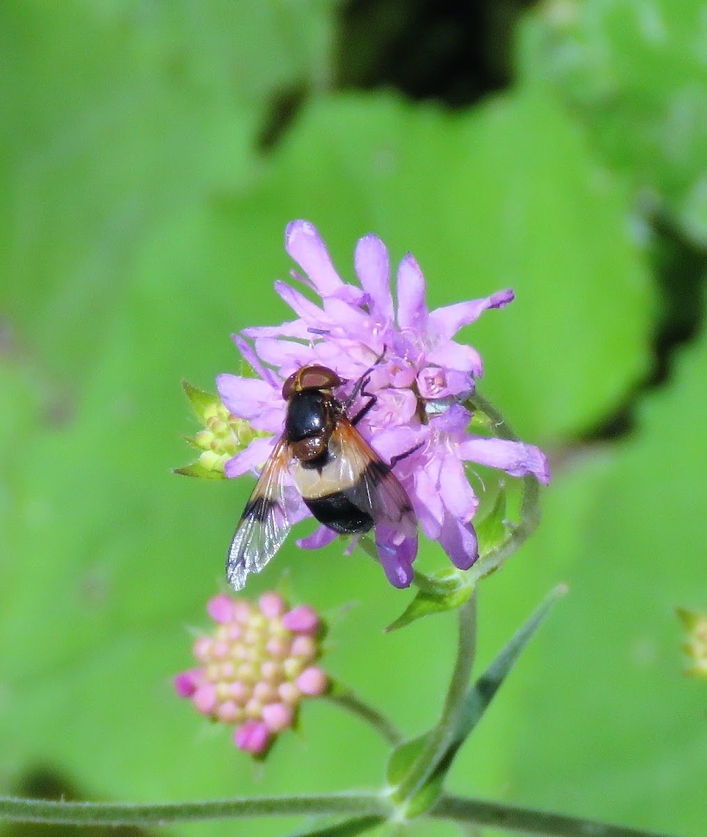 Pellucid Fly