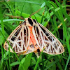 Harnessed tiger moth