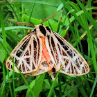 Harnessed tiger moth