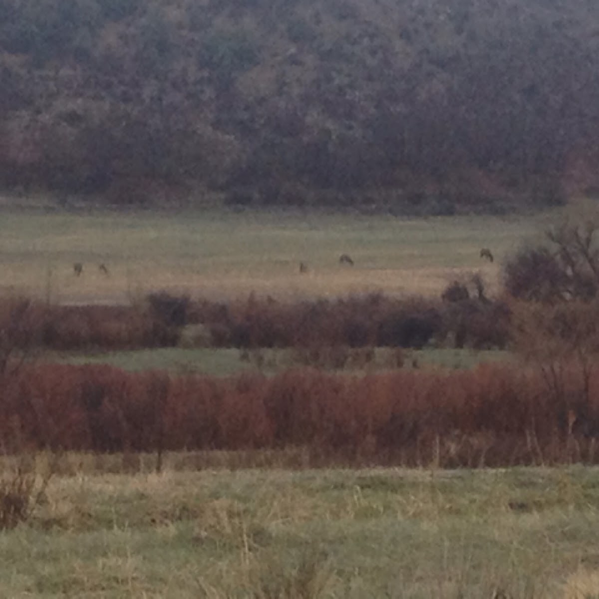 Elk herd