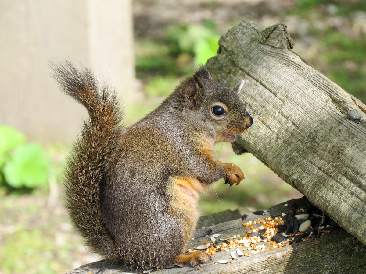 Douglas Squirrel