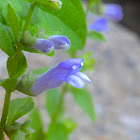 Side-flowering Skullcap