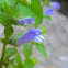 Side-flowering Skullcap