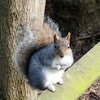 Eastern grey squirrel