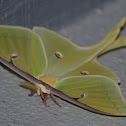 Luna Moth