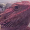 Bearded dragon