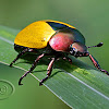 Shining Leaf Chaffer