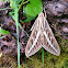 White-lined Sphinx