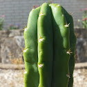 San Pedro cactus