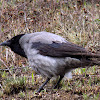 Hooded crow