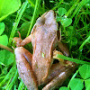 Wood Frog