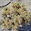 Jumping Cholla