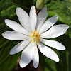 Bloodroot