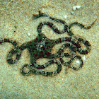 Brittle star