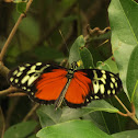 Mariposa