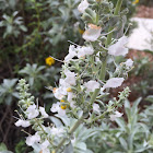 White sage