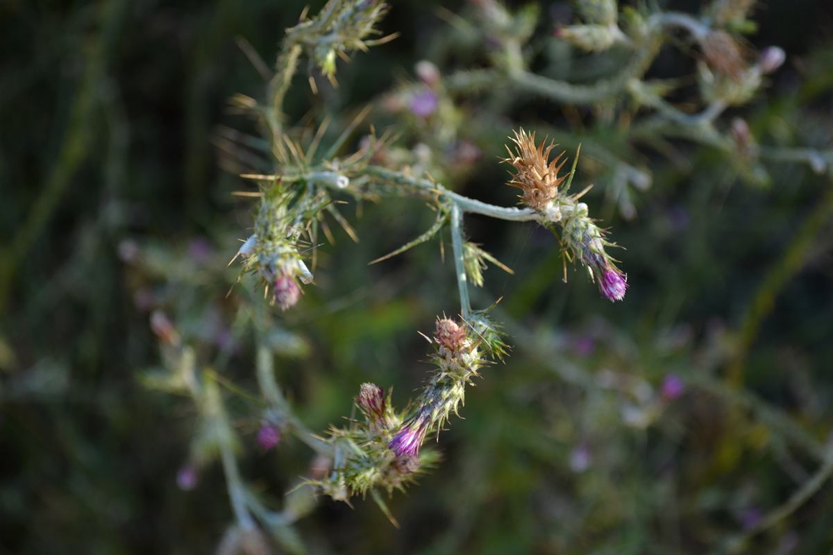 Unknown Thistle