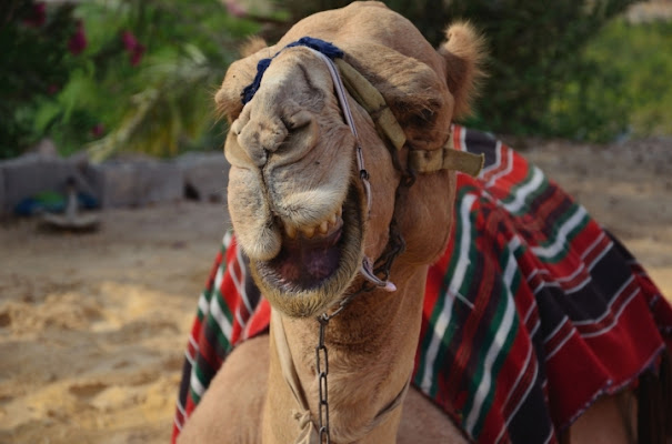 Half Smilin' Camel di savio cabballo