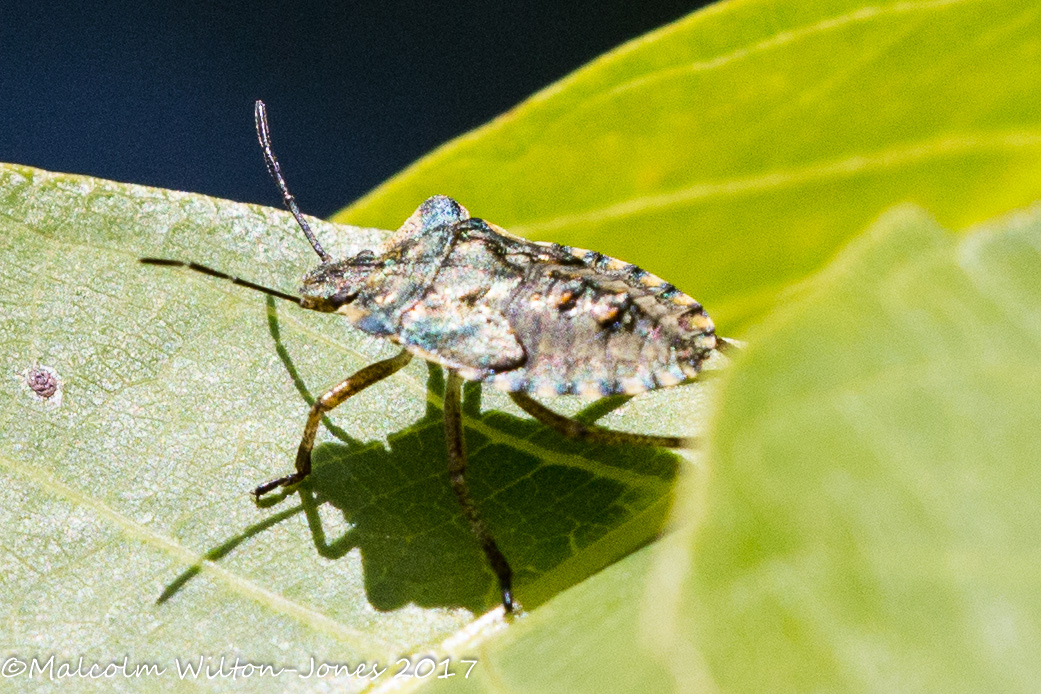 Red-legged Forest Bug