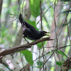 Blue Whistling Thrush 紫嘯鶫