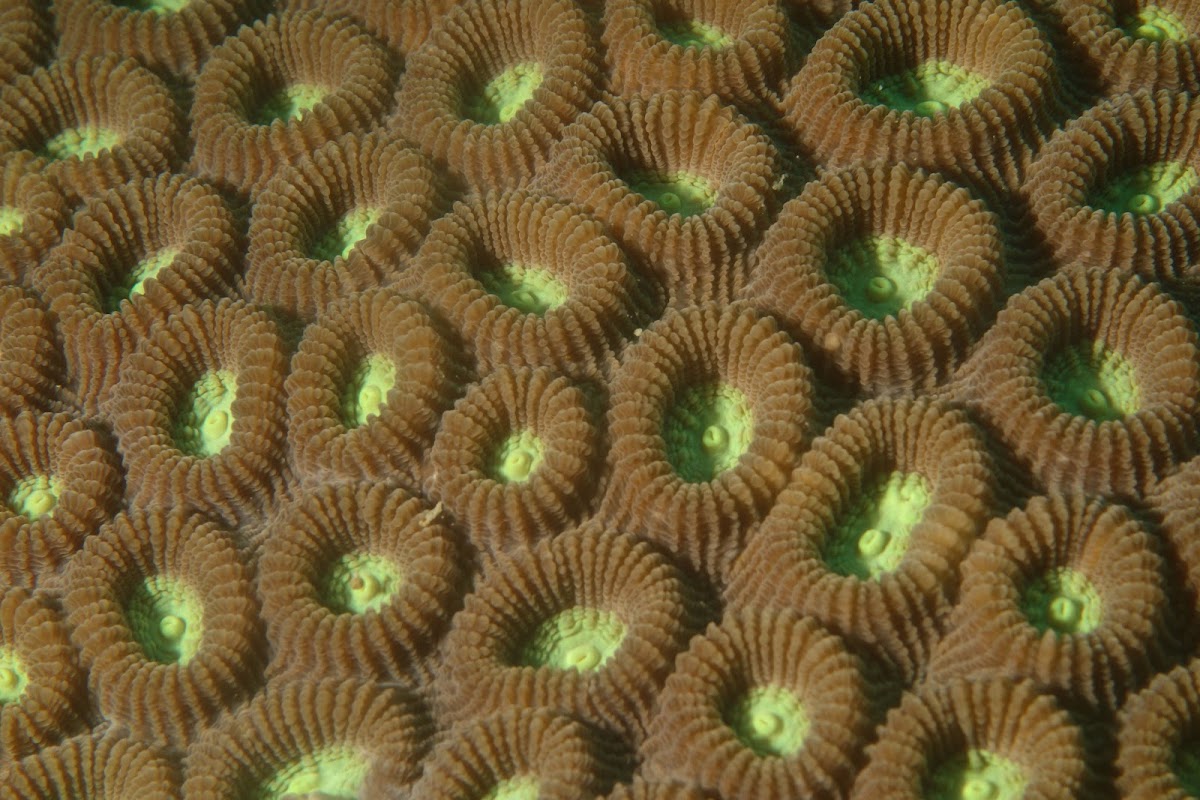 Star Coral