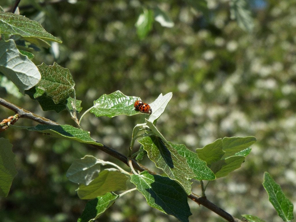 ROSSO E VERDE di OBY