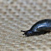 Pfeiffer's Amber Snail