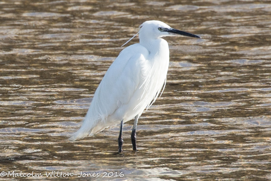 Little Egret