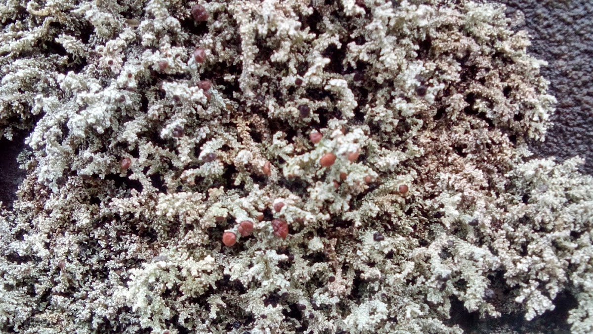 Fruticose lichen