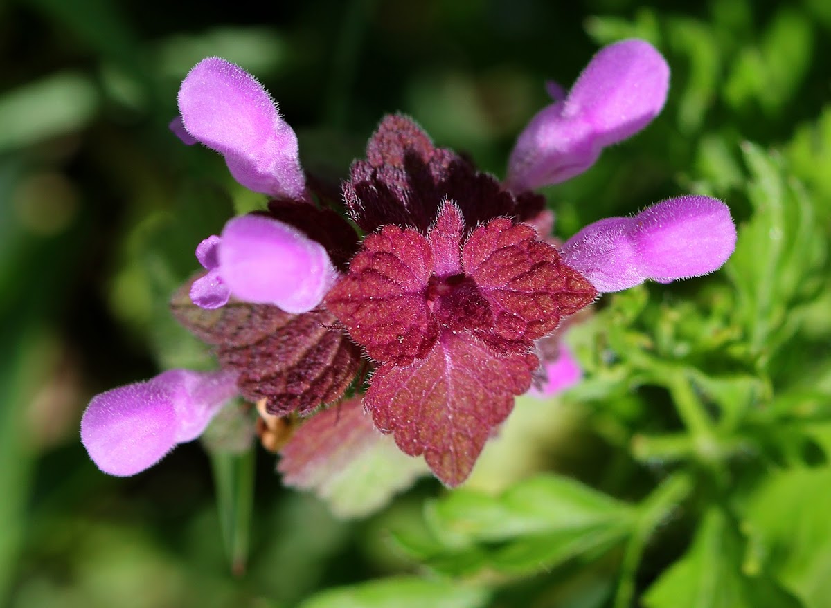 Purple Dead Nettle