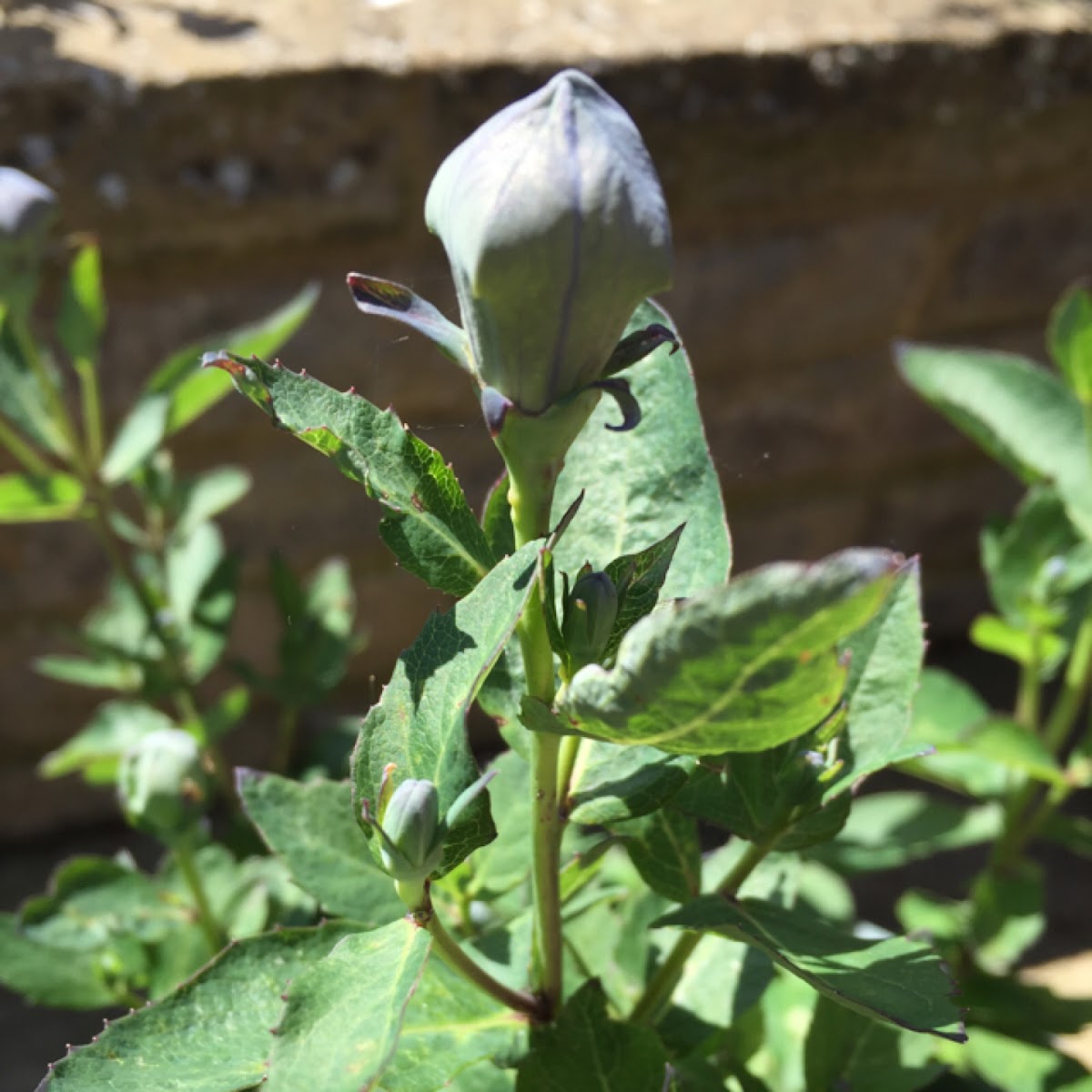 Balloon flower