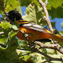 Baltimore Oriole