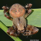 Monkey Orb Weaver