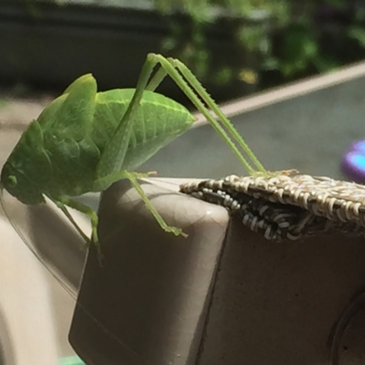 Katydid nymph