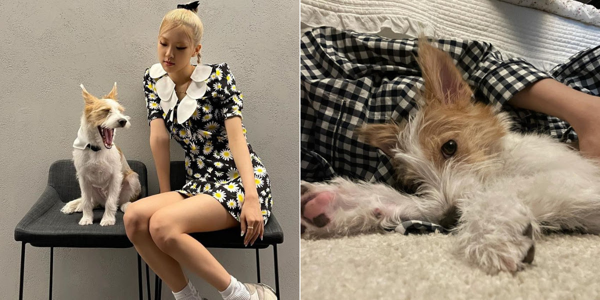 BLACKPINK's Rosé Explains Why Her Dog Hank Sometimes Breaks Her Heart -  Koreaboo