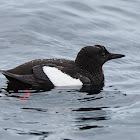 Arao aliblanco (Black guillemot)