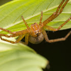 Huntsman Spider