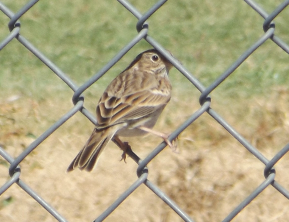 Brewer's Sparrow