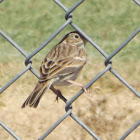 Brewer's Sparrow