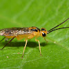 Locust Sawfly